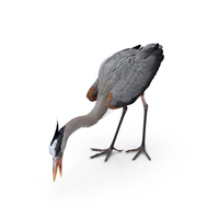 Heron Standing Pose PNG & PSD Images