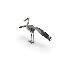 Realistic Great Blue Heron PNG & PSD Images