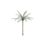 Palma PNG & PSD Images