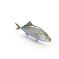 Amberjack Fish PNG & PSD Images