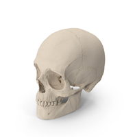 Male Human Skull Anatomy Model PNG & PSD Images