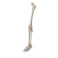 Human Leg Skeleton PNG & PSD Images