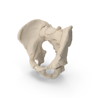Human Male Pelvis Anatomy PNG & PSD Images
