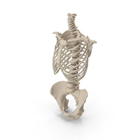 Human Female Skeleton Torso With Pelvis PNG & PSD Images