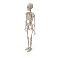 Human Female Skeleton Anatomy PNG & PSD Images