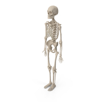 Human Male Skeleton Anatomy PNG & PSD Images