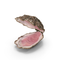 Open Oyster Shell Colored PNG & PSD Images