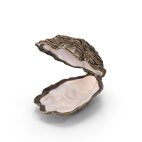 Open Oyster Shell White PNG & PSD Images