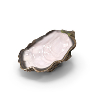 Oyster Shell White PNG & PSD Images