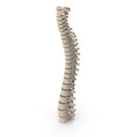 Human Spine Anatomy PNG & PSD Images