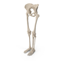 Female Leg Bones Anatomy PNG & PSD Images