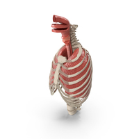 Female Ribcage and Lungs Anatomy PNG & PSD Images
