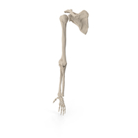 Human Arm Skeletal Anatomy PNG & PSD Images
