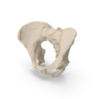 Human Female Pelvis Anatomy PNG & PSD Images
