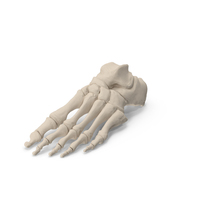 Human Foot Skeleton PNG & PSD Images