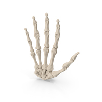 Human Hand Skeleton PNG & PSD Images