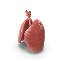 Human Lungs and Bronchial Tree Anatomy PNG & PSD Images