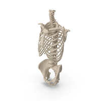 Human Male Skeleton Torso with Pelvis PNG & PSD Images