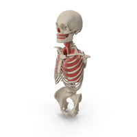 Skeleton Thorax Anatomy PNG & PSD Images
