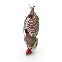Male Torso Anatomy PNG & PSD Images