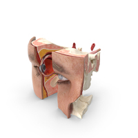 Human Eye Cross Section Anatomy PNG & PSD Images