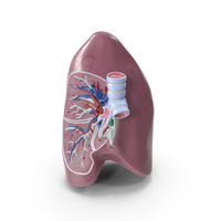 Lung Anatomy Cross-Section Plastic Model PNG & PSD Images
