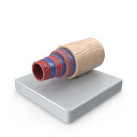 Model of Artery In Cross Section PNG & PSD Images