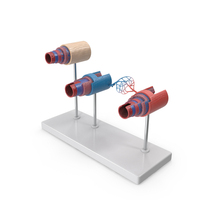Anatomical Model Blood Vessels And Artery In Section On Shaft PNG & PSD Images