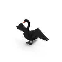 Black Swan PNG & PSD Images