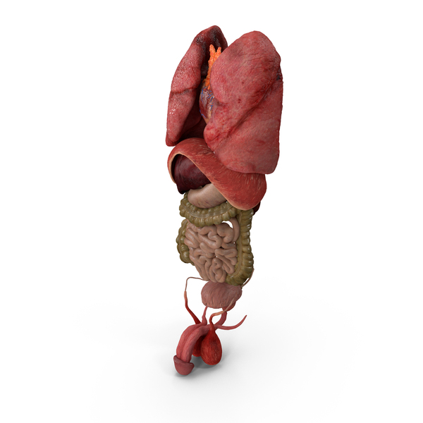 Male Internal Organs Anatomy PNG & PSD Images