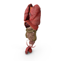 Male Internal Organs Anatomy PNG & PSD Images