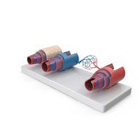 Model of Blood Vessels and Artery in Section PNG & PSD Images