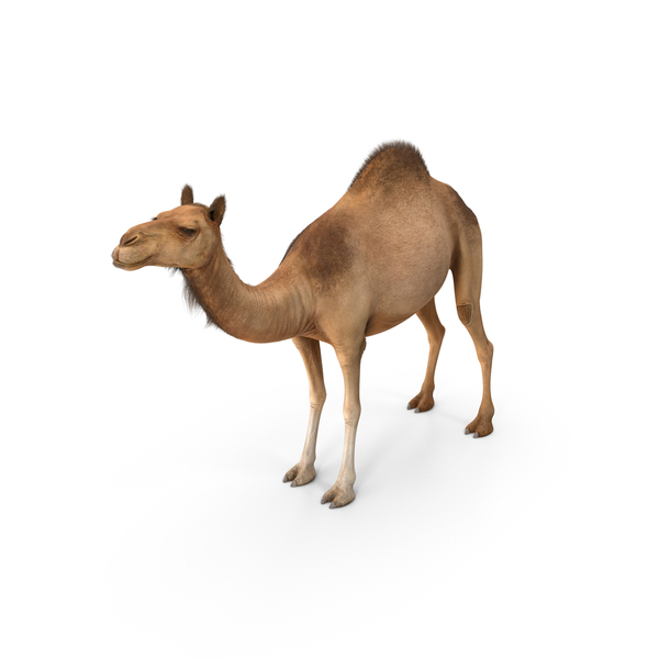 Dromedary Camel with Fur PNG & PSD Images