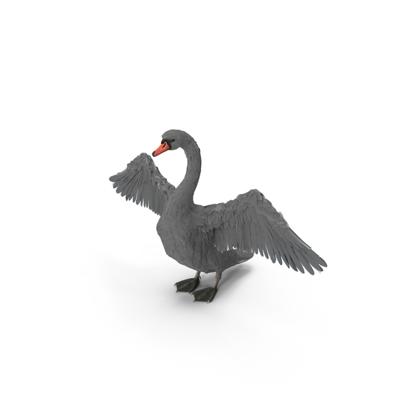 Gray Swan PNG & PSD Images