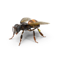 Honey Bee Insect PNG & PSD Images