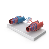 Model of Blood Vessels in Section PNG & PSD Images