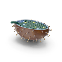 Rabies Virus Plastic Model PNG & PSD Images