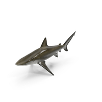 Realistic Bignose Shark PNG & PSD Images