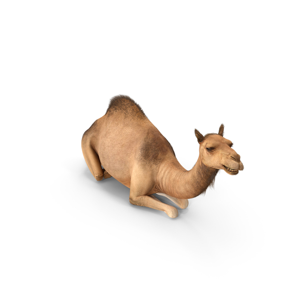 Resting Camel With Fur PNG & PSD Images