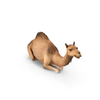 Resting Camel With Fur PNG & PSD Images