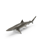 Realistic Spadenose Shark PNG & PSD Images