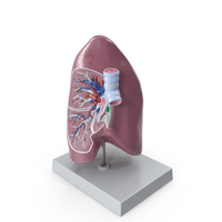 Human Lung Anatomy Plastic Model PNG & PSD Images