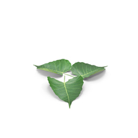 Peepal Leaves PNG & PSD Images
