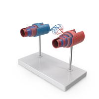 Anatomical Model Blood Vessels In Section On Shaft PNG & PSD Images