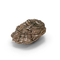 Closed Shell PNG & PSD Images