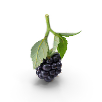 Realistic Blackberry With Leaves With Fur PNG & PSD Images