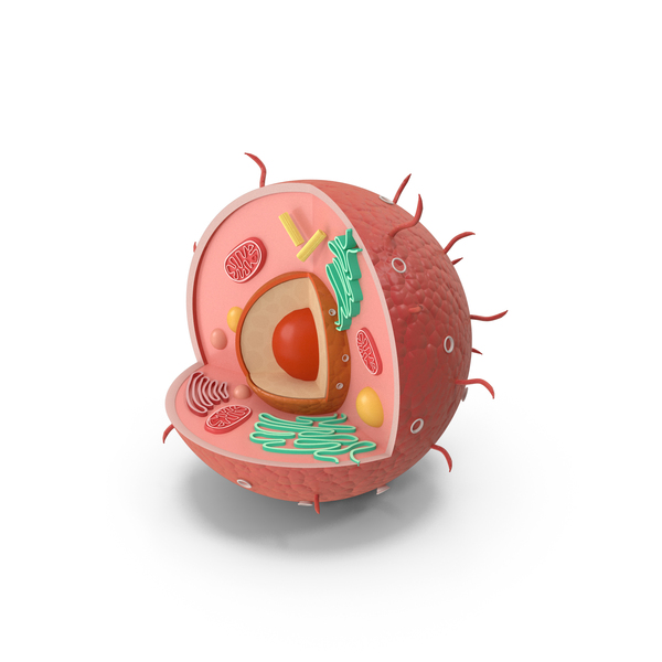 Animal Cell Structure PNG & PSD Images