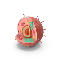 Animal Cell Structure PNG & PSD Images