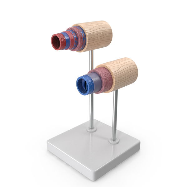 Anatomical Model Blood Vessels In Cross Section On Shaft PNG & PSD Images