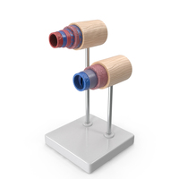 Anatomical Model Blood Vessels In Cross Section On Shaft PNG & PSD Images